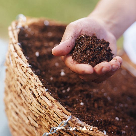 Bất kể chậu trồng cây nhỏ, to, trung bình đều có một công thức đất, bón phân chung